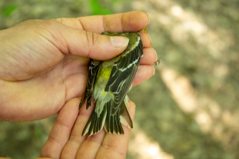 An American Goldfinch is held in hand as staff examine its back, wings, and tail feathers