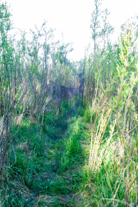 A mist net is set up to capture birds moving through a willow thicket.