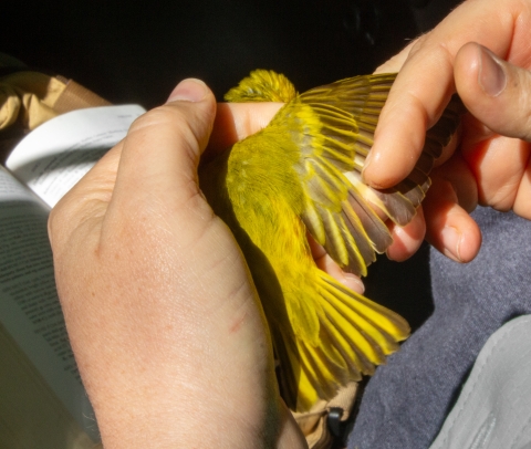A yellow warbler is held in hand and its wing examined