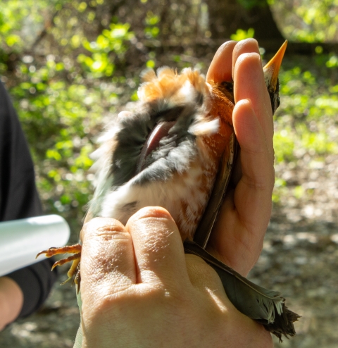 An American Robin is held in hand and air blown on it to expose its belly to look at the condition of the muscle and fat underneath the feathers.