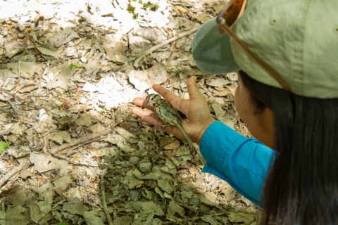 A song sparrow is released after being captured in a mist net and given a uniquely numbered identification band. The bird is released in an open hand and allowed to fly away.