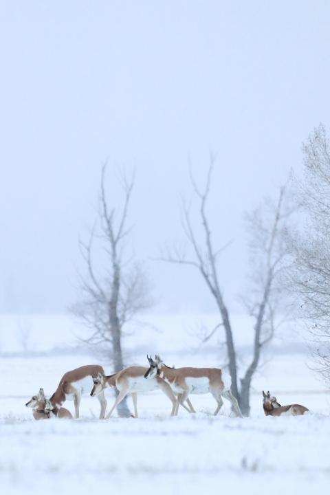Snowy day for pronghorns at National Elk Refuge
