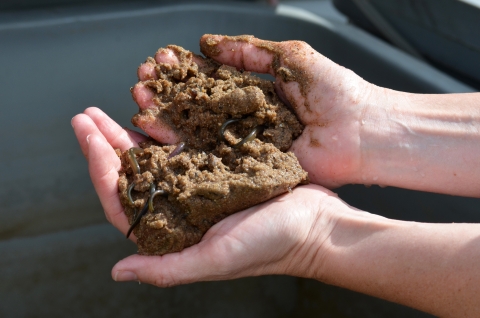 A pair of hands holds sand with sea lamprey larvae burrowed inside.