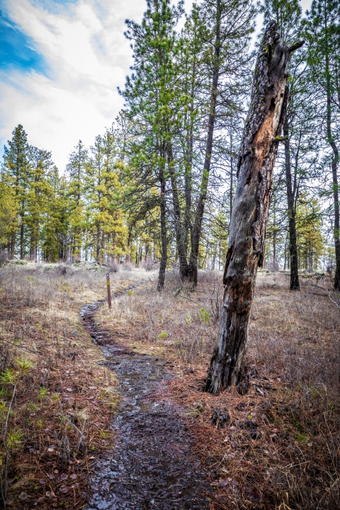 A small path winds through pine trees