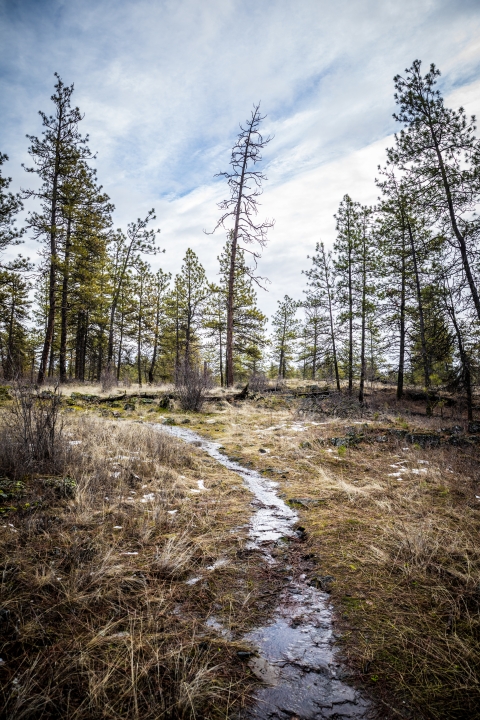 Water runs down a small foot trail