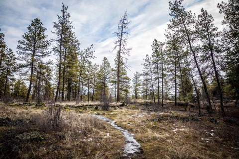 Water runs down a small trail past pine trees