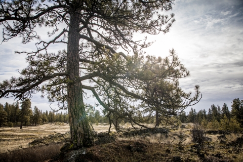 A pine trees casts a shadow on a trail
