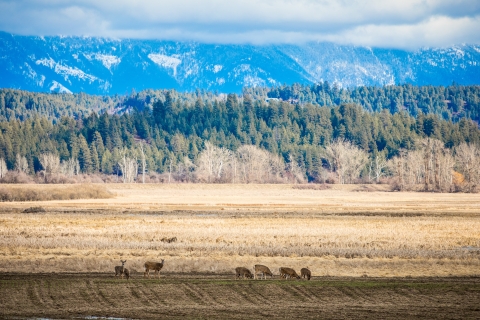 A herd of deer graze in a recently mowed field