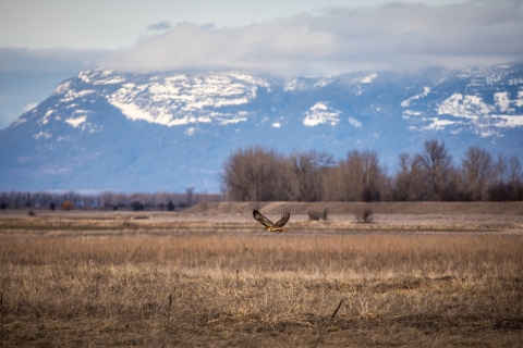 A red-tailed hawk flying low over a dry meadow in winter