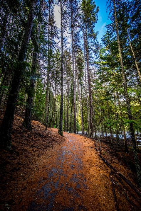 Fallen pine needle partly obscure a paved trail