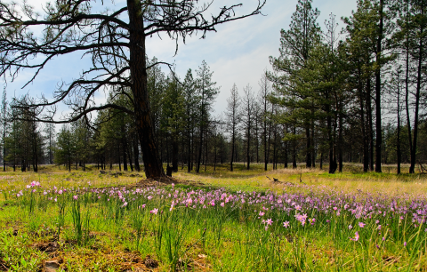 A field of grasswidows sprouts next to a recently burned Ponderosa pine forest