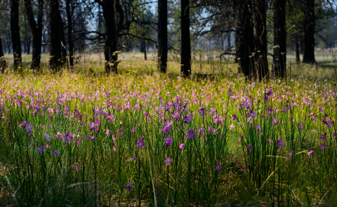 A field of small pink flowers growing adjacent to a pine forest