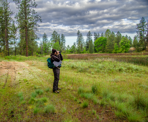 A FWS Biologist holds a pair of binoculars to her face as she scans a wetland for waterfowl