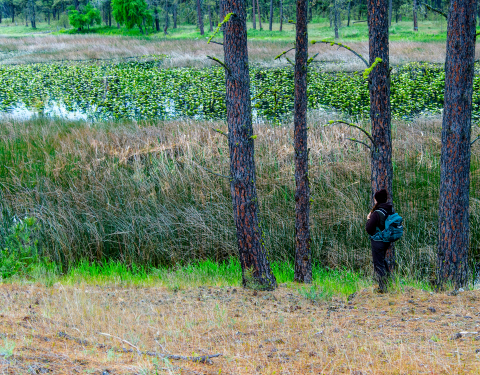 A USFWS biologist peers into a wetland during a waterfowl survey