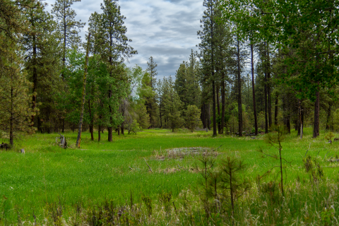 A pine forest encroaches on a heavily vegetated wetland