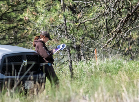 A FWS biologist reclines on a truck while consulting a map