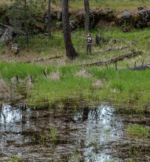 A FWS biologist conducting a waterfowl survey in a wetland