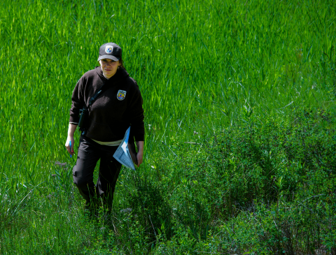 FWS biologist walks through a dense wetland while holding a clipboard