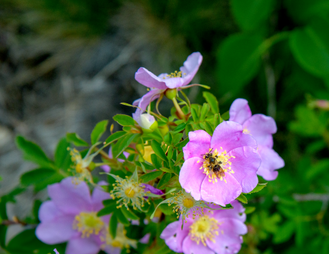A honey bee on a wild geranium
