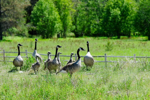 A group of geese and goslings in a field