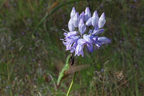 A Calliope Hummingbird feeds on a Douglas' brodiaea