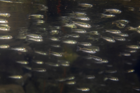 school of baby largemouth bass