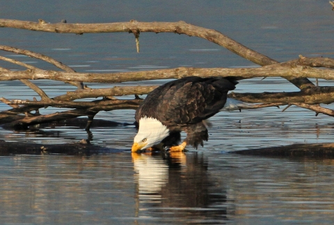 Large raptor with white head and black body sipping water