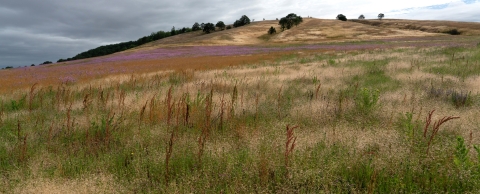 Wildflowers and grasses on hillside