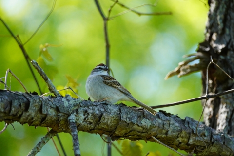 A small sparrow with a white throat, brown cap, and black line through its eye perches on a pine tree branch with a blurry green forest background.