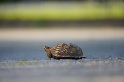 A side profile of a gold and black turtle with a domed shell. It is sitting on pavement with a blurred green background.