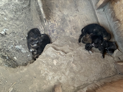 Two piles of Mexican wolf puppies are huddled together