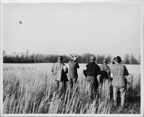 Group of six people, standing together in a group, with their backs to the camera; they are looking to the upper left, at the waterfowl in the air in that location. Two of the men (second from the left, and second from the right) are taking aim at the waterfowl with firearms, with the other four observed. They are standing in a field with hip-deep vegetation. A line of trees (devoid of leaves) is in on the horizon in the distance.