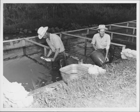View of fish pens - a large rectangular pool that runs to either side, and is divided into a least 6 sections by metal mesh barriers with wooden frames. A man (wearing wading boots and a broadbrimmed hat) is in the act of placing a fish (Channel Catfish) into the water (from a small metal bucket placed on wall above the pool. Another man (also wearing a hat) stands in the section in the center, handling a large ceramic jar. Grassy area on the bank behind the pool in the background.