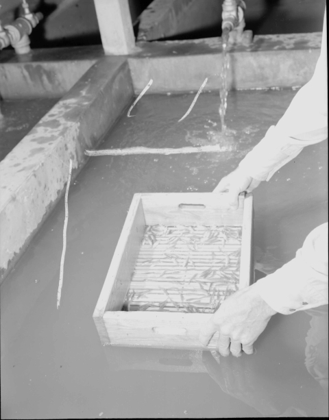 Close-up of a grading box, a small, hand-held, rectangular flat box with raised sides, and a mesh bottom. The box is being held (by a person whose body is just out of frame) in a waist-high fisheries tank. Water pours into the tank from a faucet/spigot mounted on the back wall.