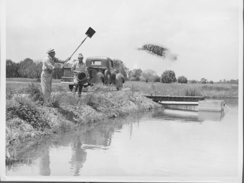 Two men standing on the bank of fish pond, with the man on the left using a shovel to throw fertilizer into the water - he's just released the fertilizer, which can be seen in mid-air, with him holding the shove up right and out in front of him. Another man standings to the right of him, holding a metal fisheries pail. Behind them is a fisheries pickup truck. On the right, a low water control structure juts out into the pond. In the distance is a line of trees.