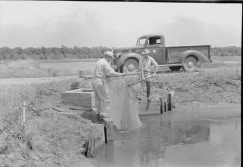 Two men standing on the bank of a fisheries pond, operating a large rectangular net that features short wooden poles for handling; they have the center part of the net down in the water below them. They are standing near a short water control structure. Behind them on a dirty road is a pickup truck of 1940s vintage (with a U.S. Fish and Wildlife Service emblem on the door). Behind the roadway is what appears to be another fisheries pool, with a belt of woods in the distance.