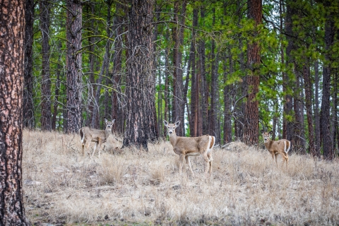 A trio of deer browse grasses in a ponderosa pine forest