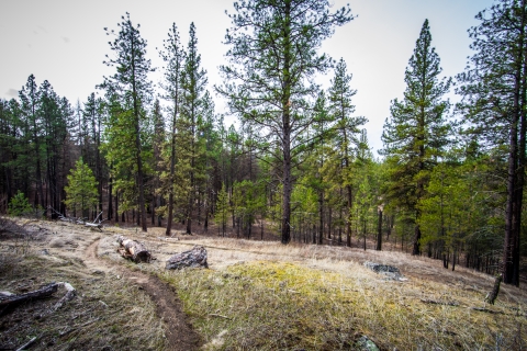 A trail winds through a pine forest