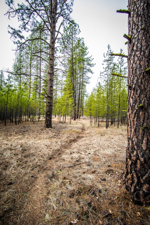 A trail winds through a pine forest