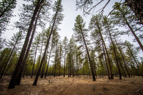 Tall pines loom over a small footpath