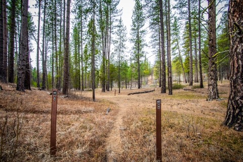 A pair of carsonite signs mark the trail in a pine forest