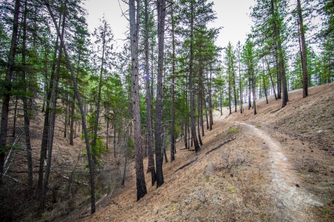 A small trail winds through a pine forest