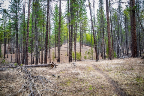 A hiking trail winds through the forest