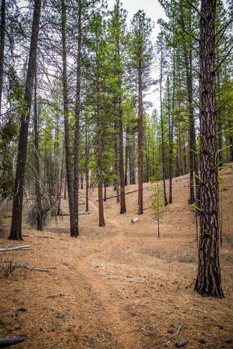 A trail winds through the forest