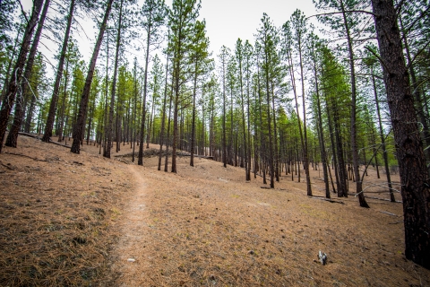 A trail winds through a pine forest