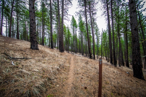 A trail winds through a pine forest
