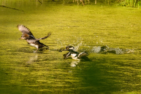 A pair of hooded mergansers taking flight from a wetland