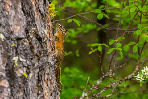 A chipmunk climbing a pine tree