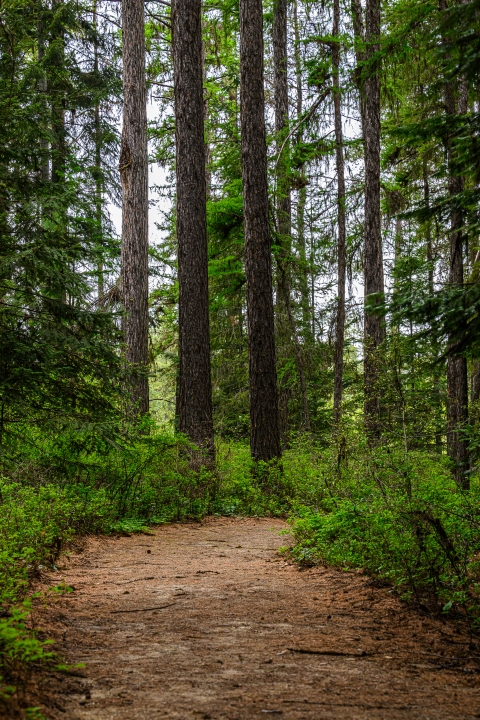 A hiking paths winds through a forest