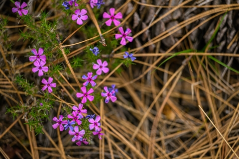 Bright purple flowers on the forest floor